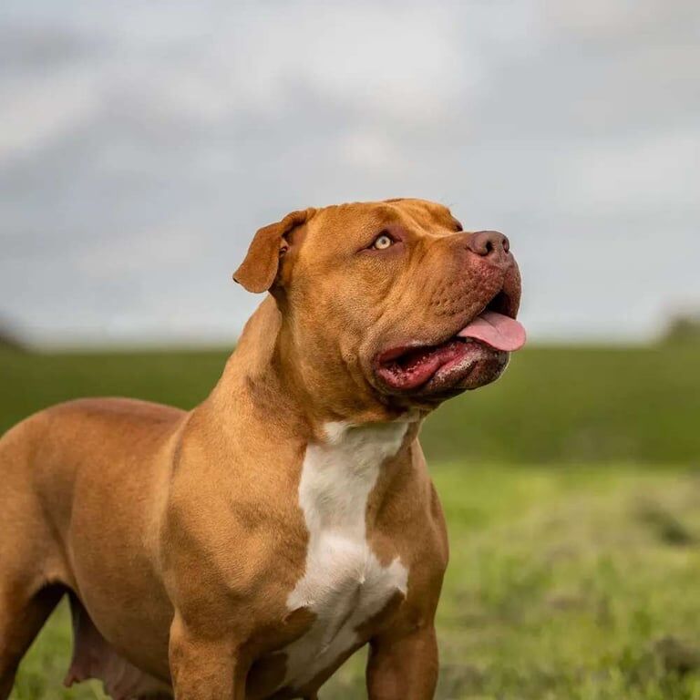 Staffordshire Bull Terrier puppies for sale in Whitburn, West Lothian – 3 years old - Image 2 of 3