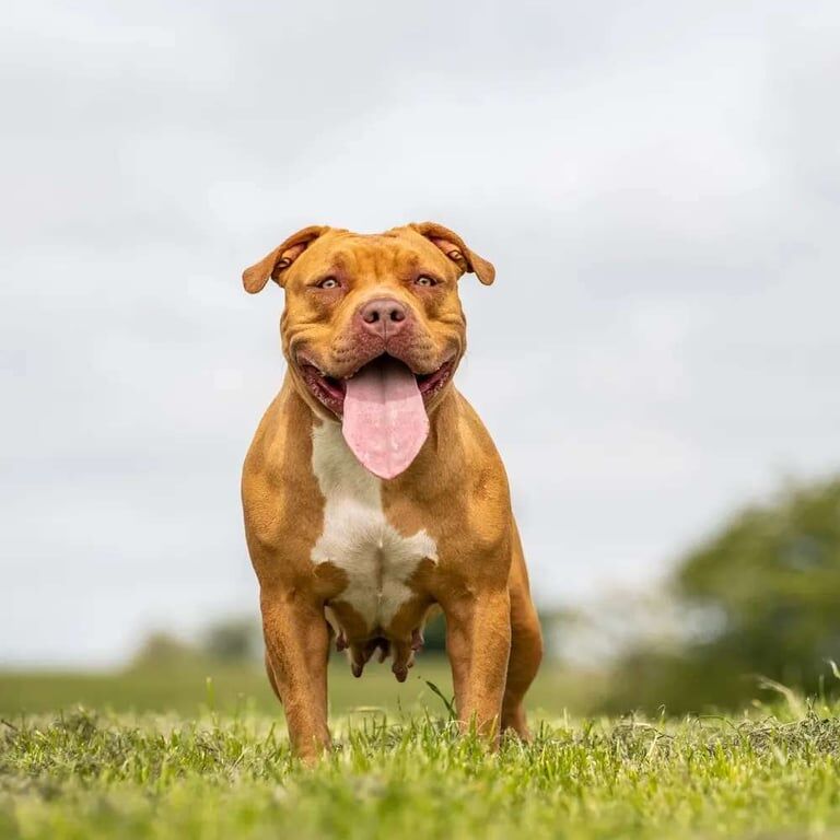 Staffordshire Bull Terrier puppies for sale in Whitburn, West Lothian – 3 years old - Image 3 of 3