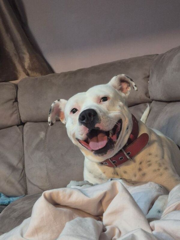Staffy cross