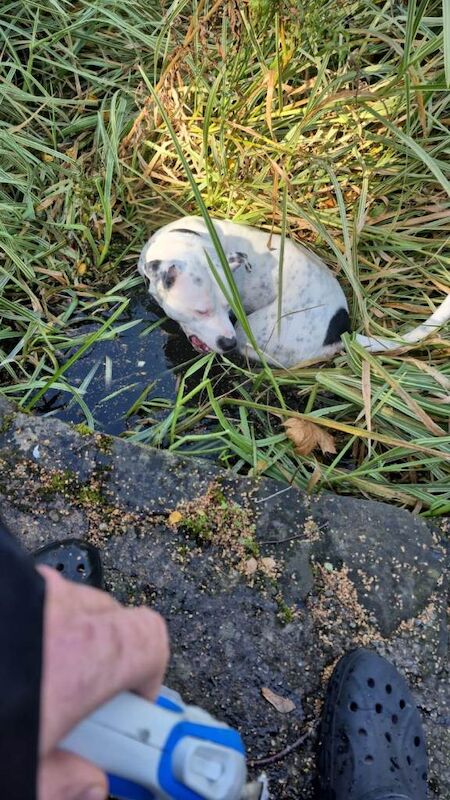 Staffy cross - Image 2 of 3
