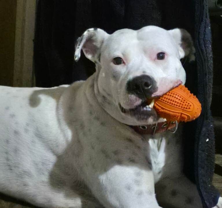Staffy cross - Image 3 of 3