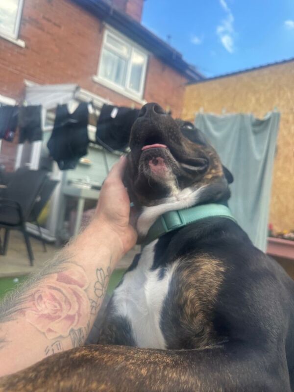 Staffy cross