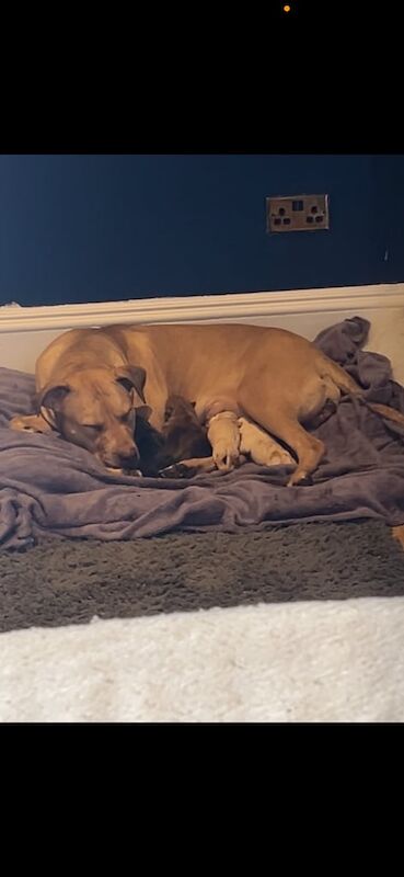 Staffie Puppies For Sale