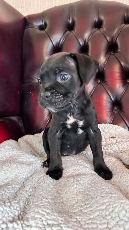 Staffy cross cane Corso puppy’s - Image 2 of 6