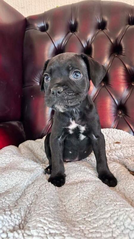 Staffy cross cane Corso puppy’s - Image 3 of 6