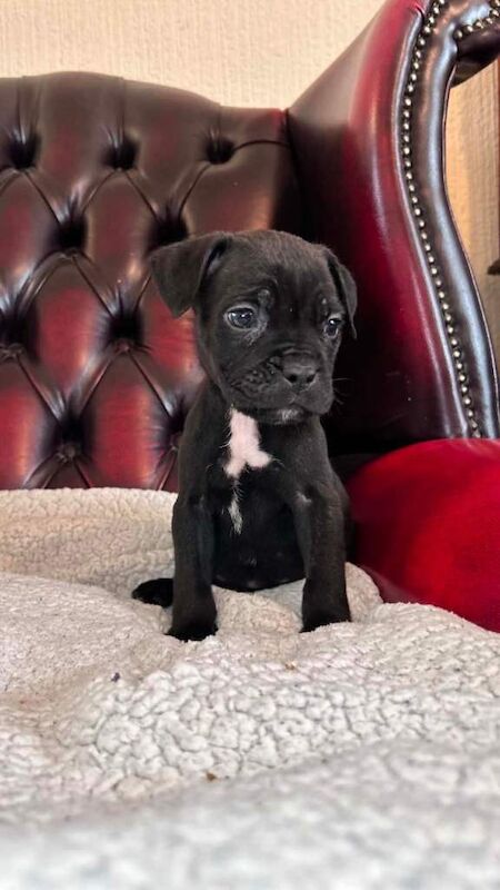 Staffy cross cane Corso puppy’s - Image 4 of 6