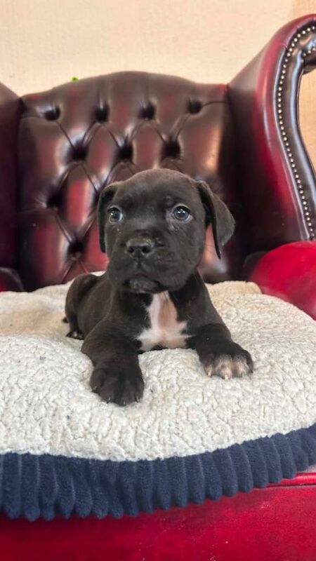 Staffy cross cane Corso puppy’s - Image 5 of 6