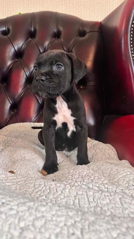 Staffy cross cane Corso puppy’s - Image 6 of 6