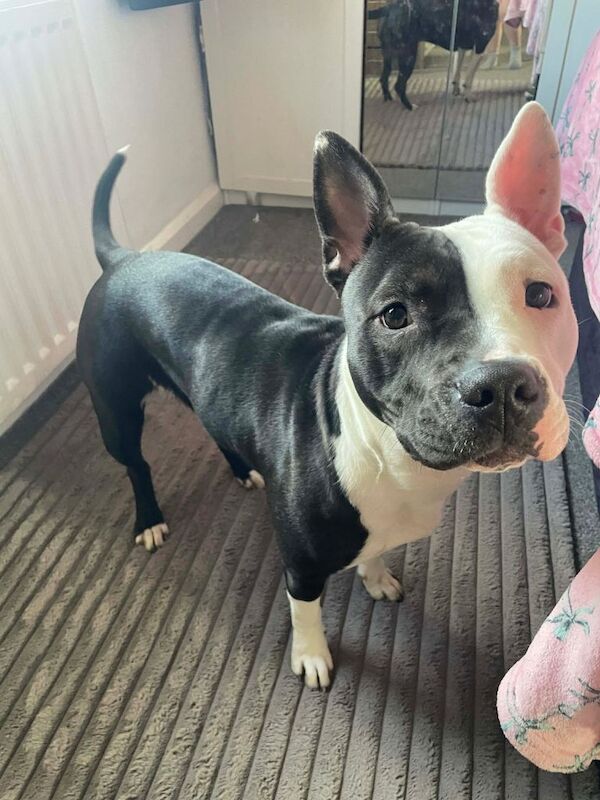 Staffordshire Bull Terrier Puppies For Sale Under £1,000