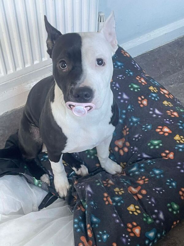 Staffy cross collie - Image 2 of 3
