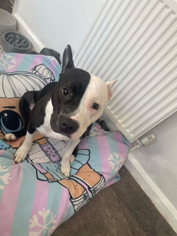 Staffy cross collie - Image 3 of 3