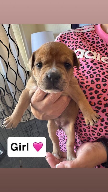 Staffordshire Bull Terrier puppies for sale in Leven, Fife – 3 weeks old