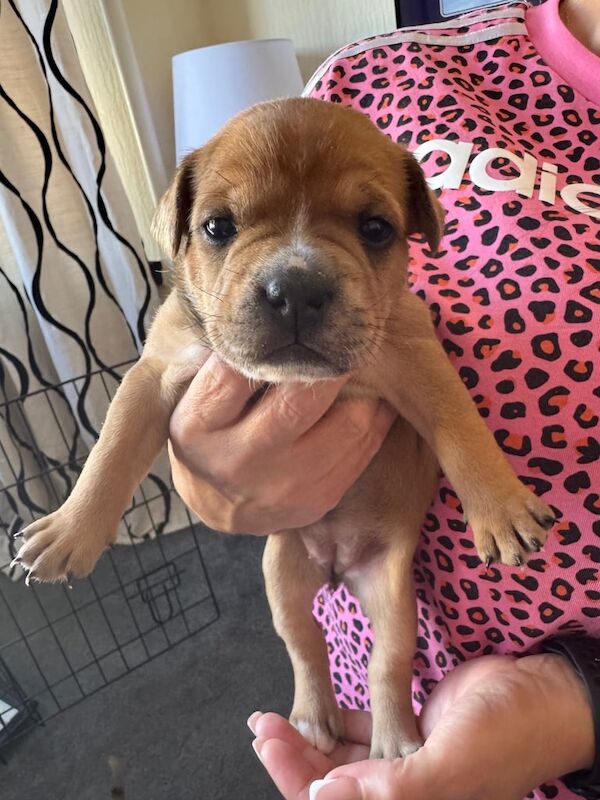 Staffordshire Bull Terrier puppies for sale in Leven, Fife – 3 weeks old - Image 2 of 3