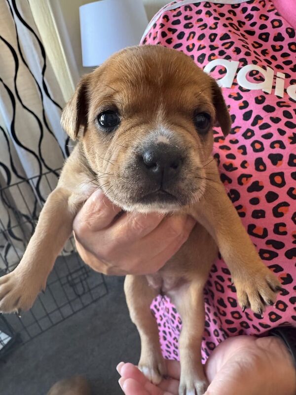 Staffordshire Bull Terrier puppies for sale in Leven, Fife – 3 weeks old - Image 3 of 3