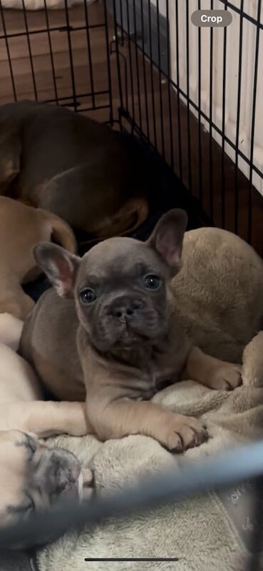 Staffordshire Bull Terrier puppies for sale in Warrington, Cheshire – 6 weeks old