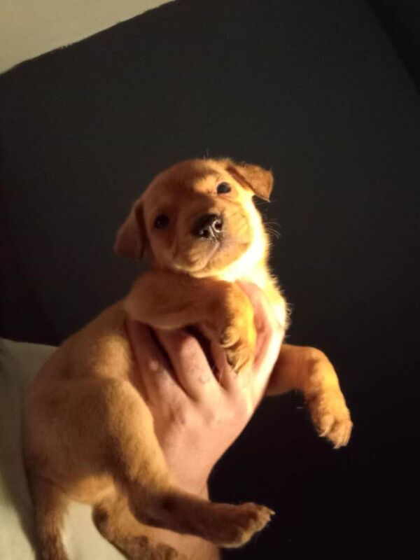 Staffordshire Bull Terrier puppies for sale in Bradford, West Yorkshire – 10 weeks old