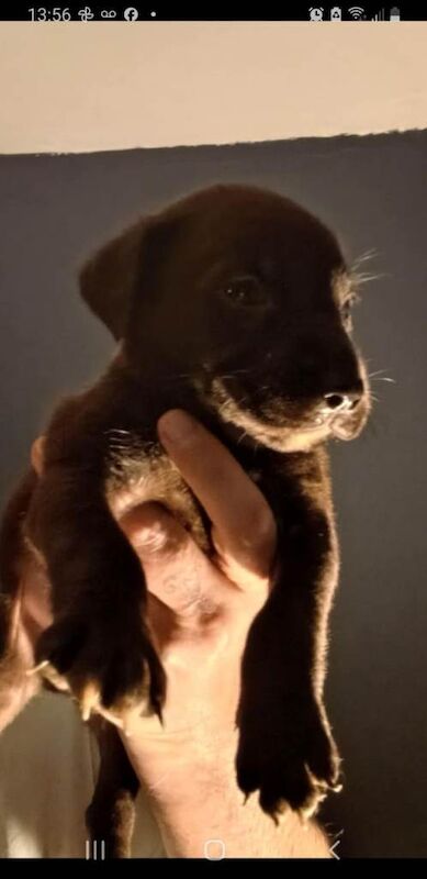 Staffordshire Bull Terrier puppies for sale in Bradford, West Yorkshire – 8 weeks old - Image 2 of 3