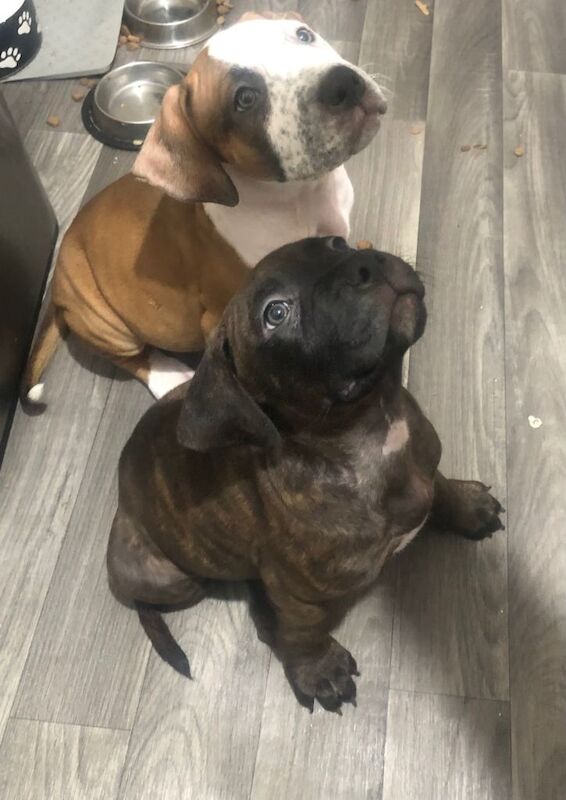 Staffordshire Bull Terrier puppies for sale in Aberdeen, City of Aberdeen – 8 weeks old