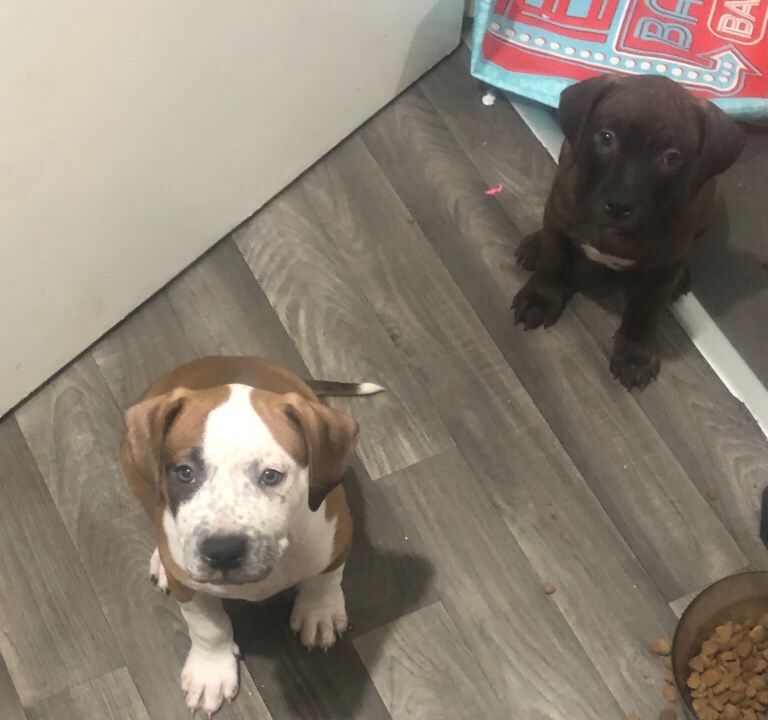 Staffordshire Bull Terrier puppies for sale in Aberdeen, City of Aberdeen – 8 weeks old - Image 2 of 6