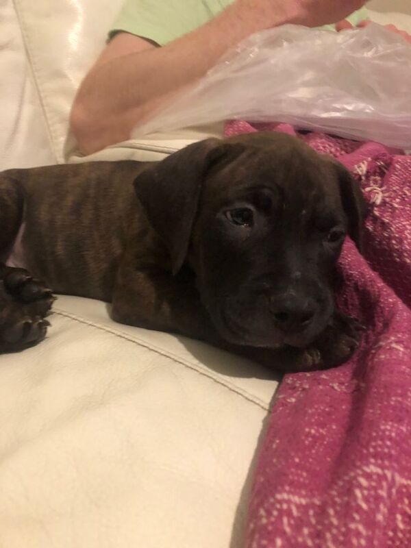 Staffordshire Bull Terrier puppies for sale in Aberdeen, City of Aberdeen – 8 weeks old - Image 4 of 6