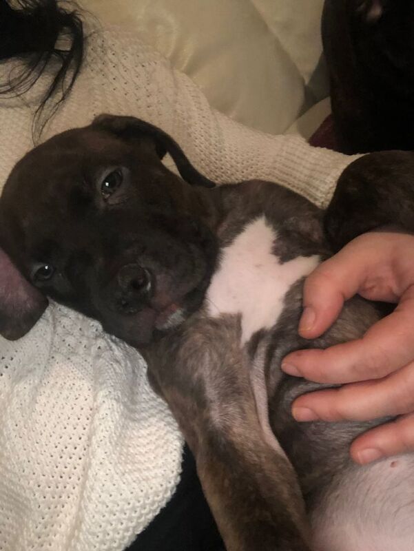 Staffordshire Bull Terrier puppies for sale in Aberdeen, City of Aberdeen – 8 weeks old - Image 5 of 6