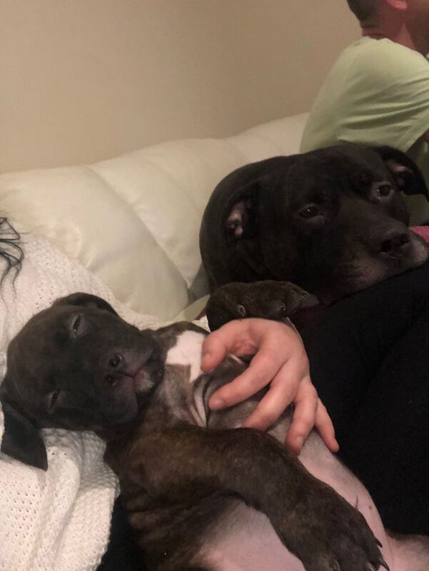 Staffordshire Bull Terrier puppies for sale in Aberdeen, City of Aberdeen – 8 weeks old - Image 6 of 6