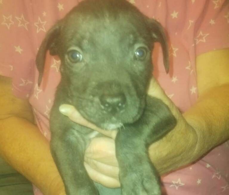 Staffy cross pup for sale (pending)