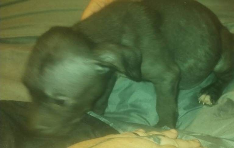 Staffy cross pup for sale (pending) - Image 2 of 5