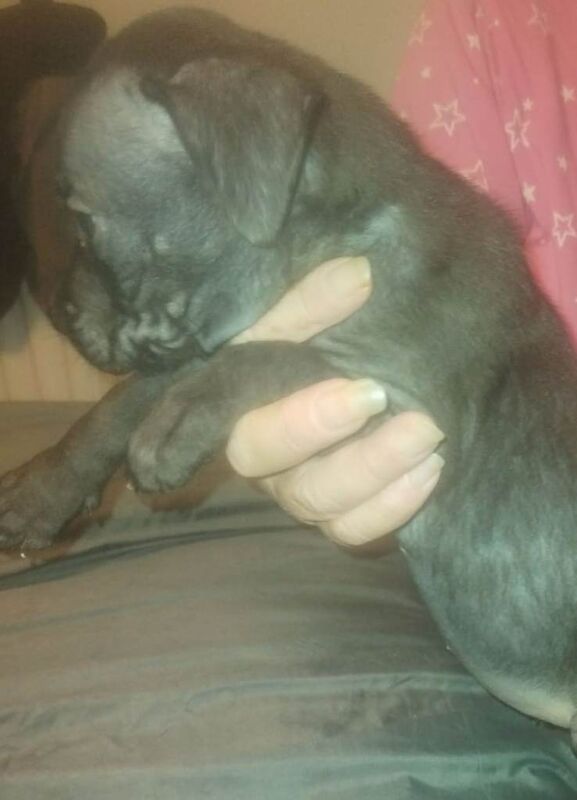 Staffy cross pup for sale (pending) - Image 3 of 5