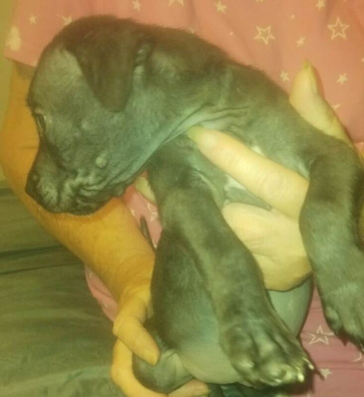 Staffy cross pup for sale (pending) - Image 4 of 5