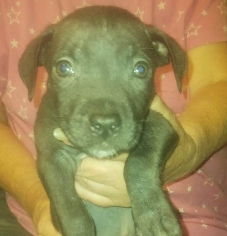 Staffy cross pup for sale (pending) - Image 5 of 5