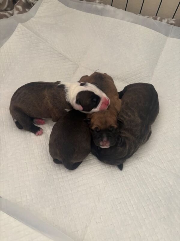 Staffordshire Bull Terrier Puppies For Sale Under £1,000