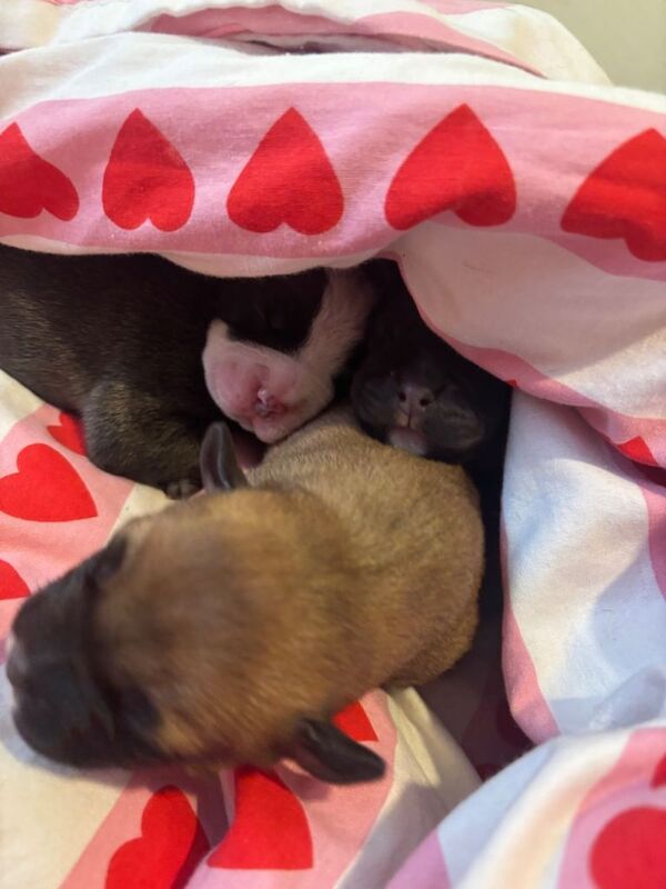 Staffy cross puppies - Image 2 of 5