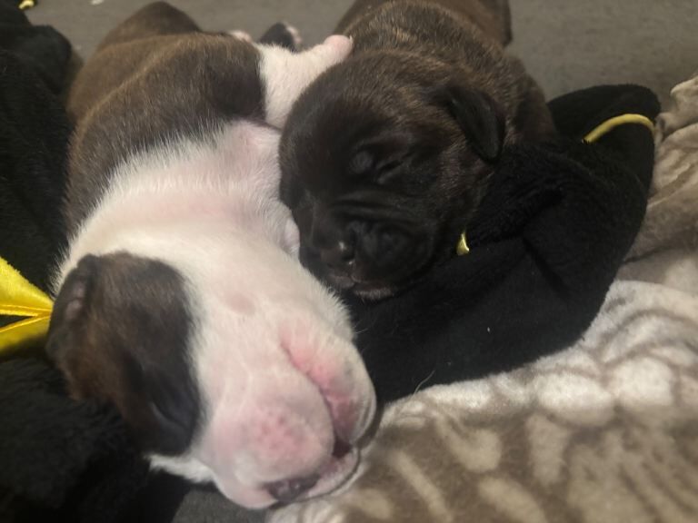 Staffy cross puppies - Image 3 of 5