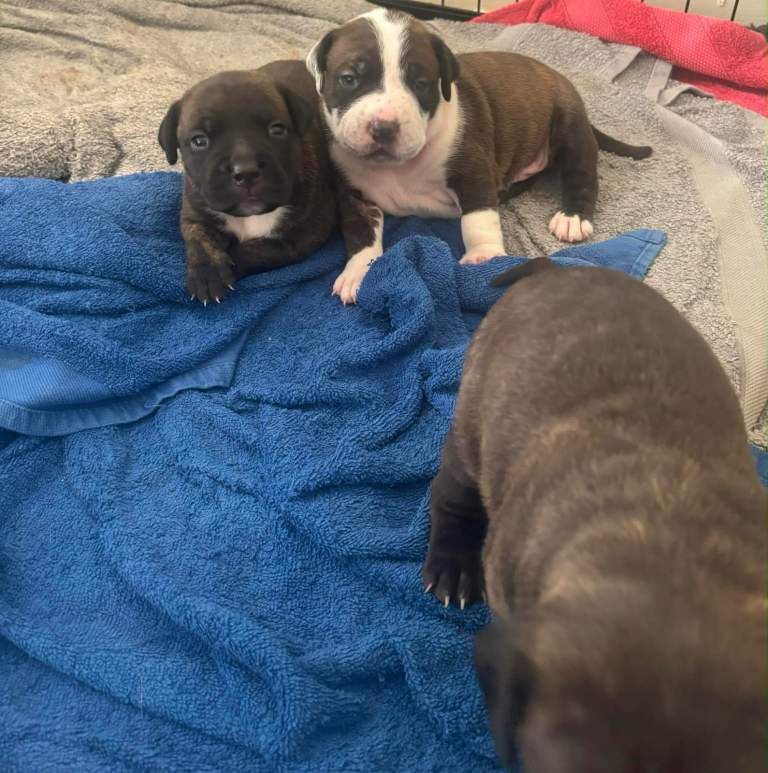 Staffy cross puppies - Image 4 of 5