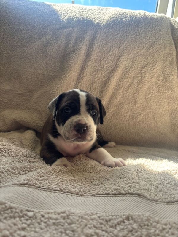 Staffy cross puppies - Image 5 of 5