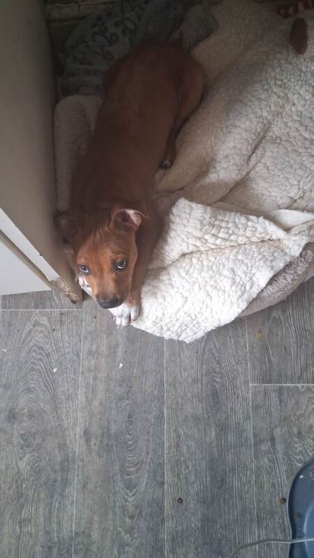 Staffie Puppies For Sale