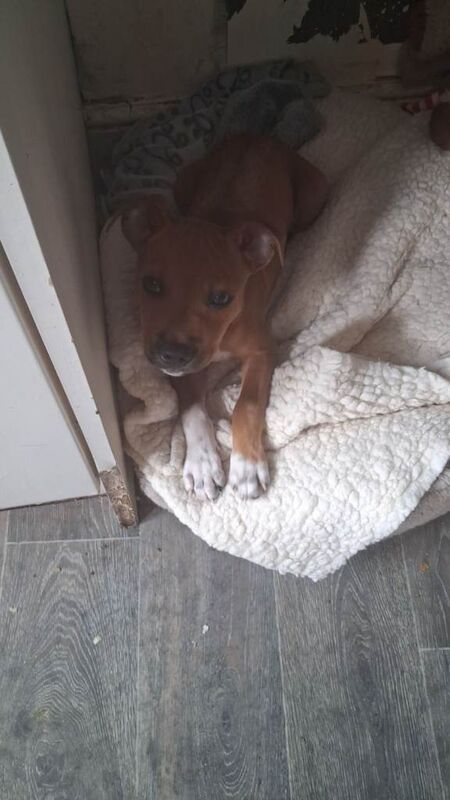 Staffy cross puppy for sale - Image 2 of 3