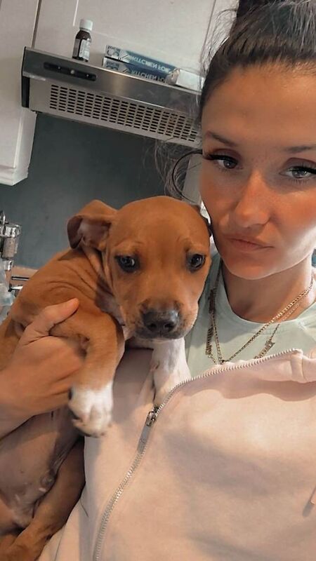 Staffy cross puppy for sale - Image 3 of 3