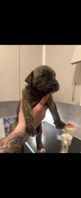 Staffy cross puppys for sale