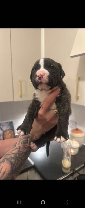 Staffy cross puppys for sale - Image 2 of 5
