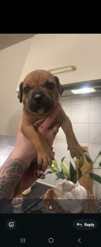 Staffy cross puppys for sale - Image 3 of 5