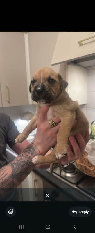 Staffy cross puppys for sale - Image 4 of 5