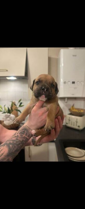 Staffy cross puppys for sale - Image 5 of 5