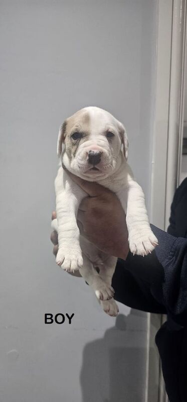 Staffy Cross Pups for sale in Walthamstow, Greater London