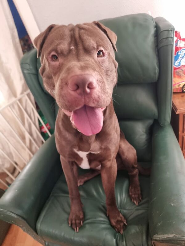 Staffordshire Bull Terrier puppies for sale in Preston, Lancashire – 3 years old