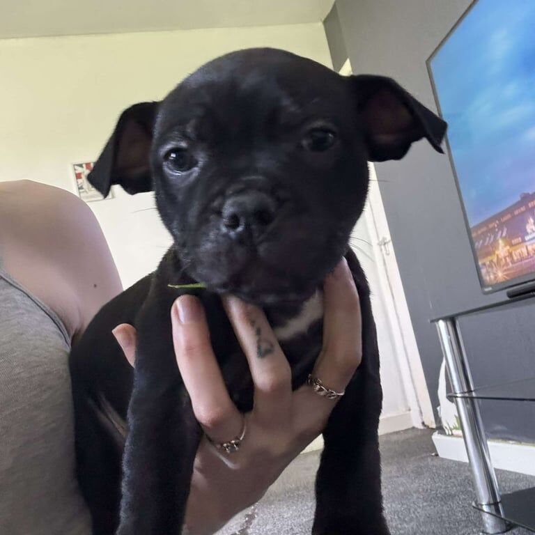 Staffordshire Bull Terrier puppies for sale in Livingston, West Lothian – 3 months old