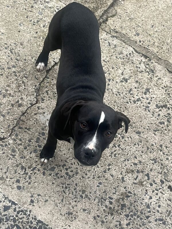 Staffordshire Bull Terrier puppies for sale in Banbridge, County Down – 4 months old
