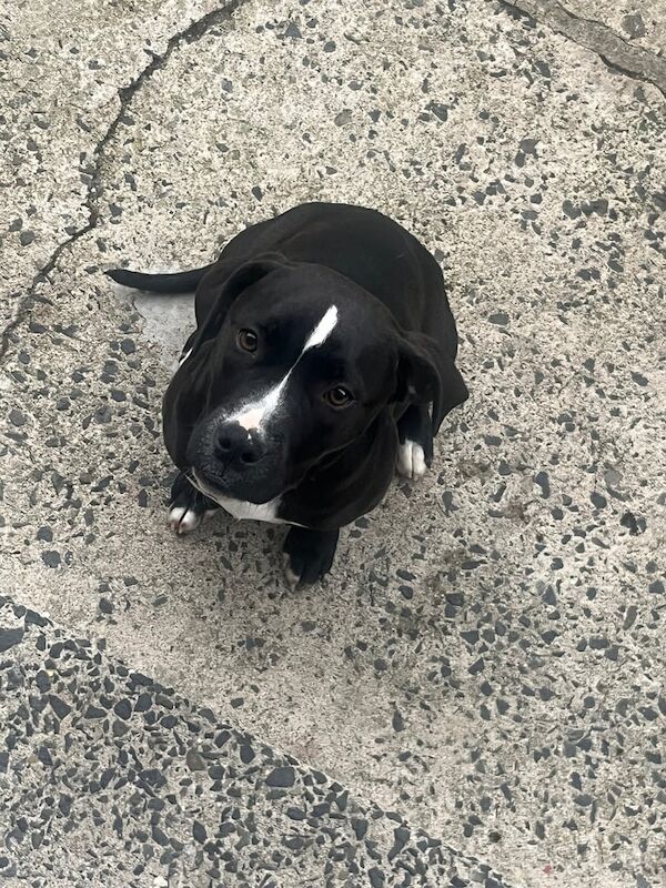 Staffordshire Bull Terrier puppies for sale in Banbridge, County Down – 4 months old - Image 2 of 3