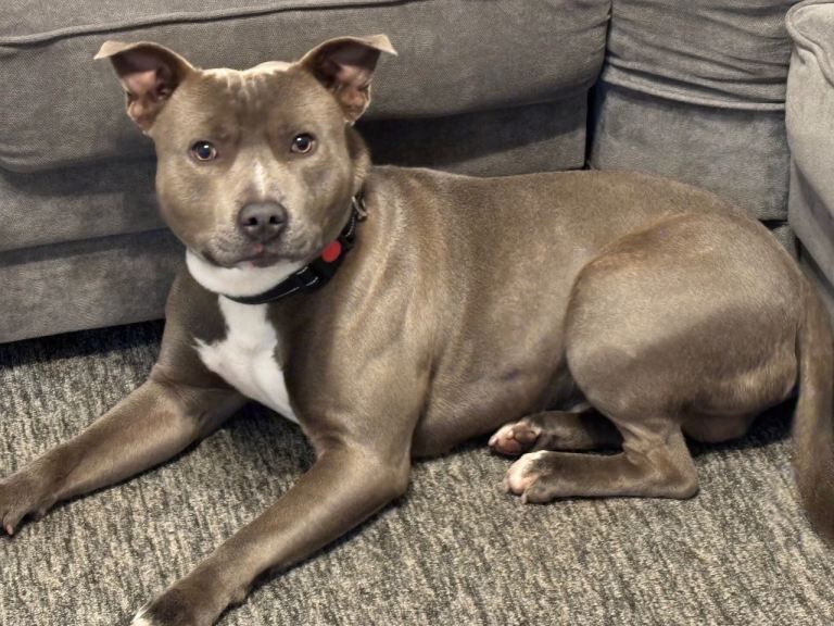 Staffordshire Bull Terrier puppies for sale in Downpatrick, County Down – 1 year old